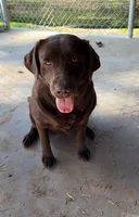 English lab full AKC, a female Labrador Retriever for sale in Madera, CA – Photo 5 of 10