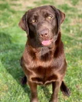English lab full AKC, a female Labrador Retriever for sale in Madera, CA – Photo 10 of 10