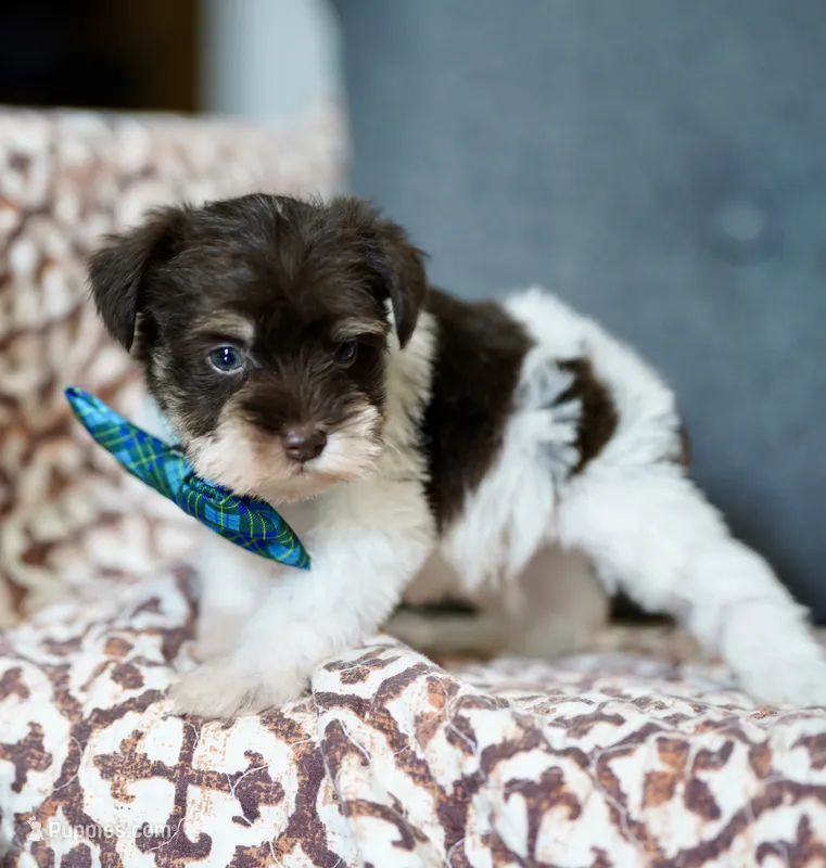 Liver parti toy sized – Miniature Schnauzer puppy for sale in Madera, CA