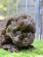 Indy , a female Miniature Schnauzer for sale in Madera, CA – 4 of 4