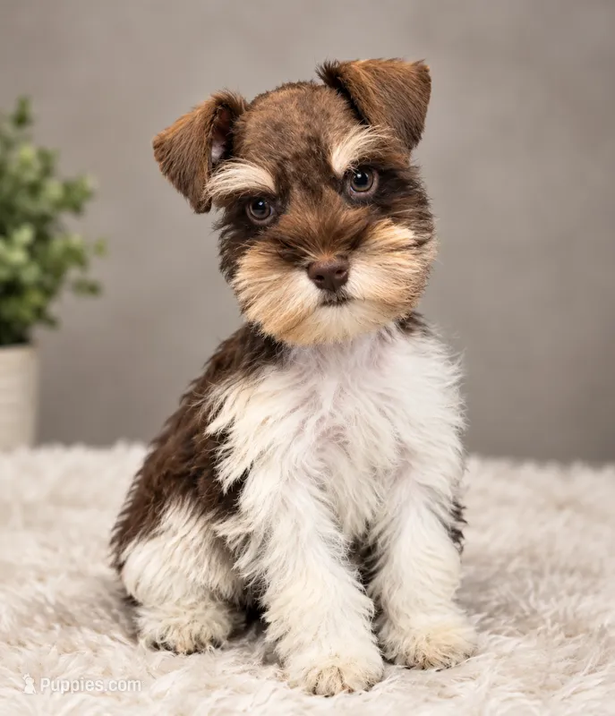 Tysong – Miniature Schnauzer puppy for sale in Madera, CA