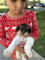 Liver parti toy sized, a male Miniature Schnauzer for sale in Madera, CA – 4 of 4