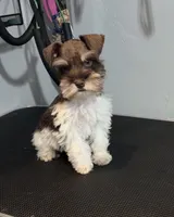 Tysong, a male Miniature Schnauzer for sale in Madera, CA – 4 of 4