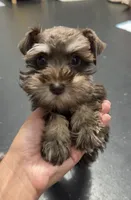 Petal, a female Miniature Schnauzer for sale in Madera, CA – 2 of 2