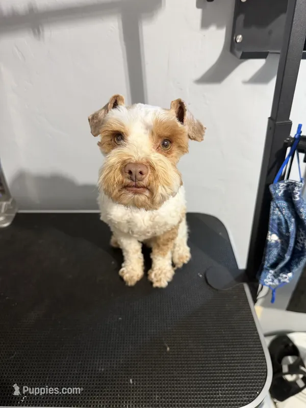 Red parti – Miniature Schnauzer puppy for sale in Madera, CA