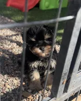 Toy sized boy, a male Miniature Schnauzer for sale in Madera, CA – Photo 1 of 3