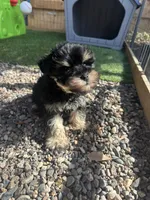Toy sized boy, a male Miniature Schnauzer for sale in Madera, CA – Photo 2 of 3