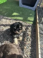 Toy sized boy, a male Miniature Schnauzer for sale in Madera, CA – Photo 3 of 3