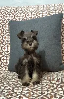 Petal, a female Miniature Schnauzer for sale in Madera, CA – 2 of 2