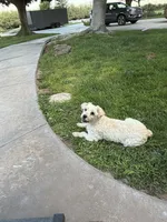 Wannaby, a female Miniature Schnauzer for sale in Madera, CA – 2 of 6