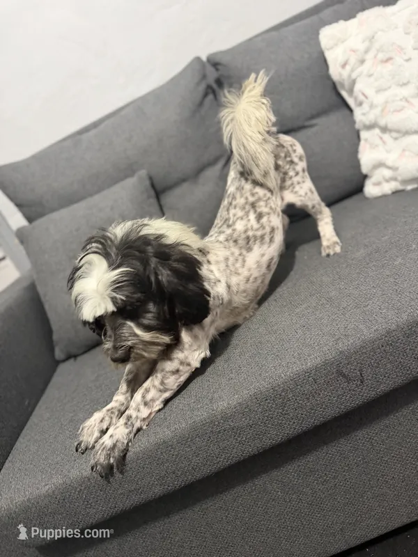 No name  – Cavapoo puppy for sale in Madera, CA