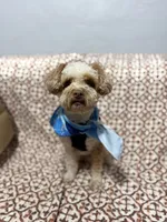 Cash, a male Miniature Schnauzer for sale in Madera, CA – 3 of 4