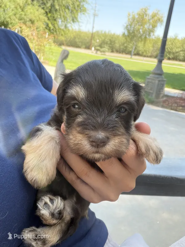 Liver tan toy – Miniature Schnauzer puppy for sale in Madera, CA