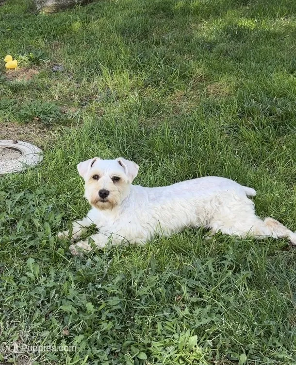 Wannaby  – Miniature Schnauzer puppy for sale in Madera, CA