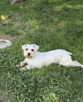 Wannaby , a female Miniature Schnauzer for sale in Madera, CA – 1 of 5