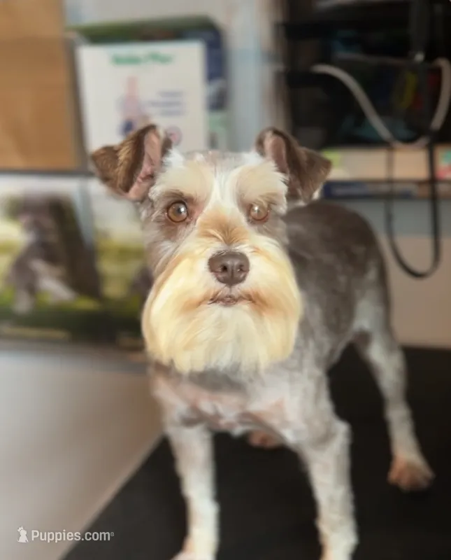 Retire – Miniature Schnauzer puppy for sale in Madera, CA