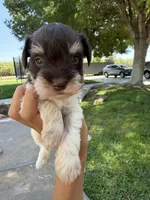 Liver parti toy sized, a male Miniature Schnauzer for sale in Madera, CA – 1 of 4