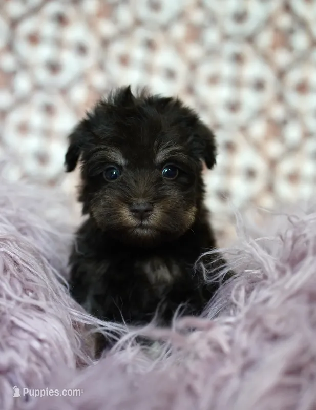 Purple collar  – Miniature Schnauzer puppy for sale in Madera, CA