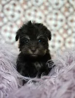 Liver tan  , a female Miniature Schnauzer for sale in Madera, CA – 1 of 2