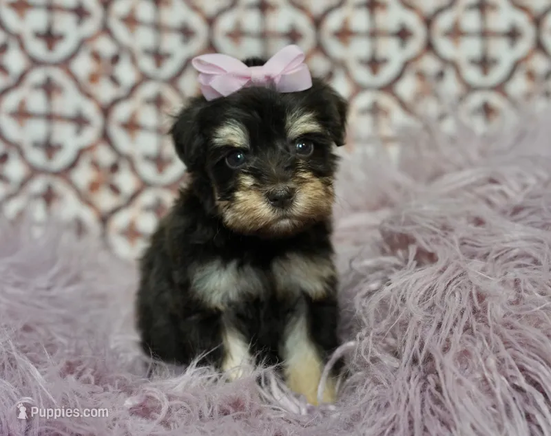 Very small – Miniature Schnauzer puppy for sale in Madera, CA
