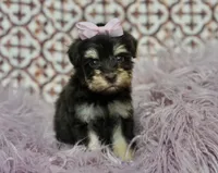 Very small, a female Miniature Schnauzer for sale in Madera, CA – 1 of 2