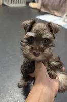 Petal, a female Miniature Schnauzer for sale in Madera, CA – 1 of 2