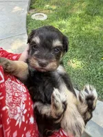 Liver tan toy, a female Miniature Schnauzer for sale in Madera, CA – 3 of 3