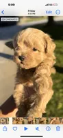 Wannaby, a female Miniature Schnauzer for sale in Madera, CA – 6 of 6