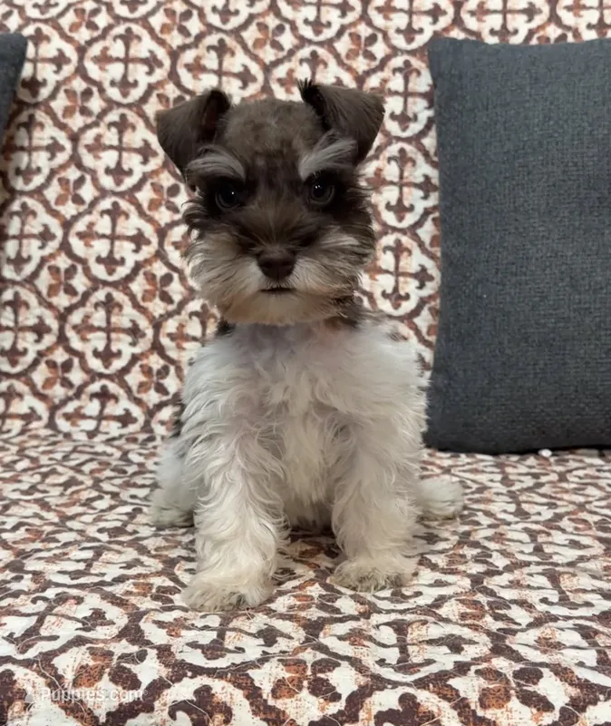 Tysong – Miniature Schnauzer puppy for sale in Madera, CA