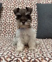 Tysong, a male Miniature Schnauzer for sale in Madera, CA – 1 of 4