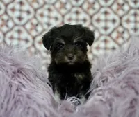 Liver tan  , a female Miniature Schnauzer for sale in Madera, CA – 2 of 2