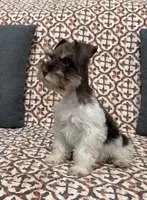 Tysong, a male Miniature Schnauzer for sale in Madera, CA – 2 of 4