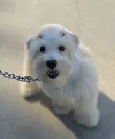 Wannaby, a female Miniature Schnauzer for sale in Madera, CA – 3 of 6