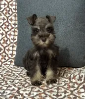 Petal, a female Miniature Schnauzer for sale in Madera, CA – 1 of 2