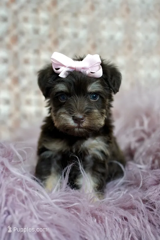 Toy schnauzer  – Miniature Schnauzer puppy for sale in Madera, CA