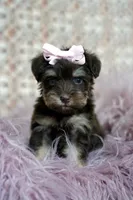Toy schnauzer , a female Miniature Schnauzer for sale in Madera, CA – 1 of 1