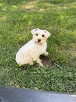 Wannaby , a female Miniature Schnauzer for sale in Madera, CA – 2 of 5