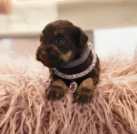 Purple collar , a female Miniature Schnauzer for sale in Madera, CA – 2 of 2