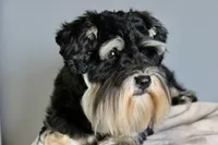 Indy , a female Miniature Schnauzer for sale in Madera, CA – 1 of 4