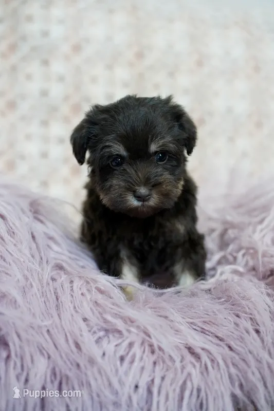 Purple collar  – Miniature Schnauzer puppy for sale in Madera, CA