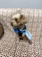 Red parti, a male Miniature Schnauzer for sale in Madera, CA – 3 of 5