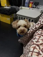 Cash, a male Miniature Schnauzer for sale in Madera, CA – 4 of 4
