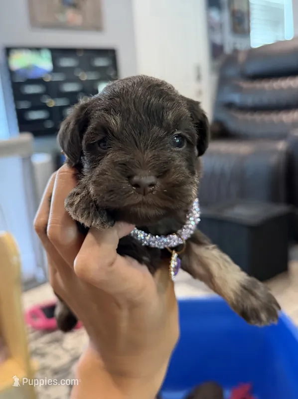 Purple collar  – Miniature Schnauzer puppy for sale in Madera, CA
