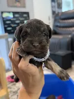 Purple collar , a female Miniature Schnauzer for sale in Madera, CA – 1 of 2