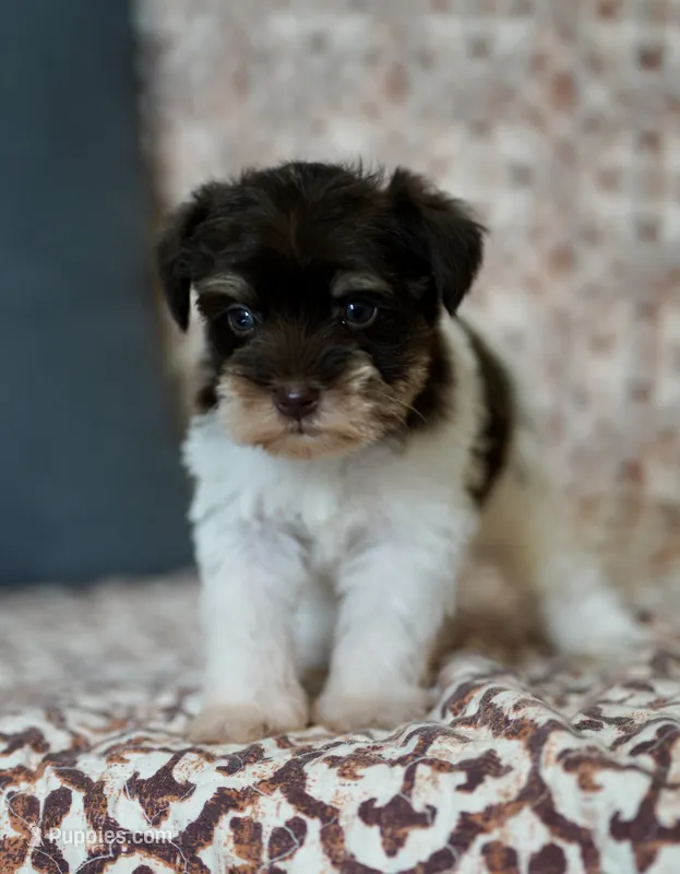 Liver parti toy sized – Miniature Schnauzer puppy for sale in Madera, CA