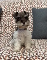 Tysong, a male Miniature Schnauzer for sale in Madera, CA – 3 of 4