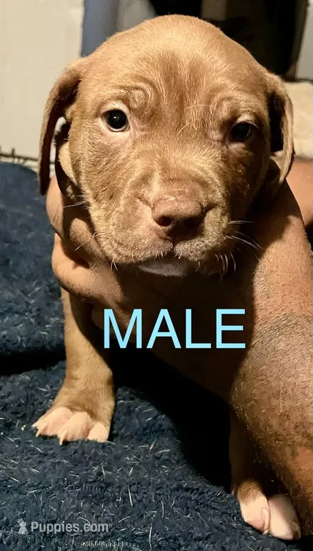 Chocolate  – American Pit Bull Terrier puppy for sale in Chicago, IL