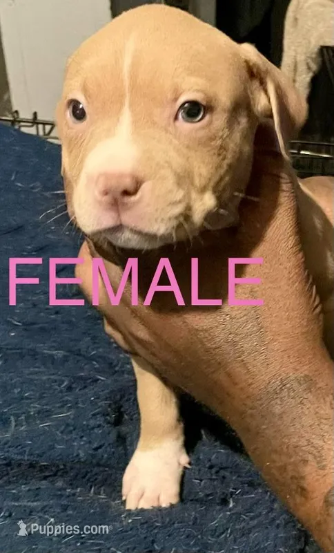 Risky  – American Pit Bull Terrier puppy for sale in Chicago, IL