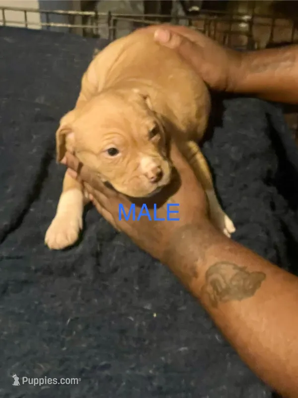 Ready – American Pit Bull Terrier puppy for sale in Chicago, IL