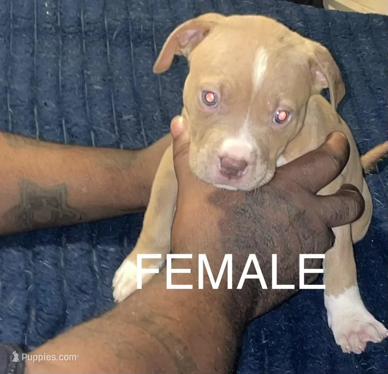 Nippy – American Pit Bull Terrier puppy for sale in Chicago, IL